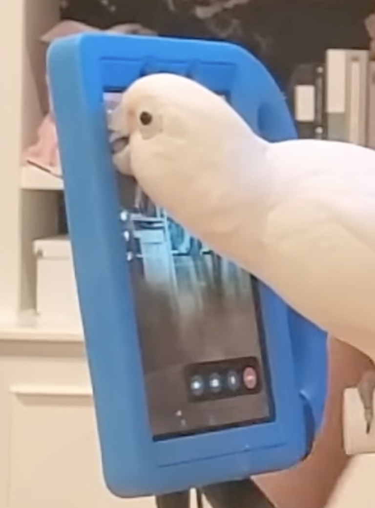 Bird on video call, touching mobile screen choosing friend to call