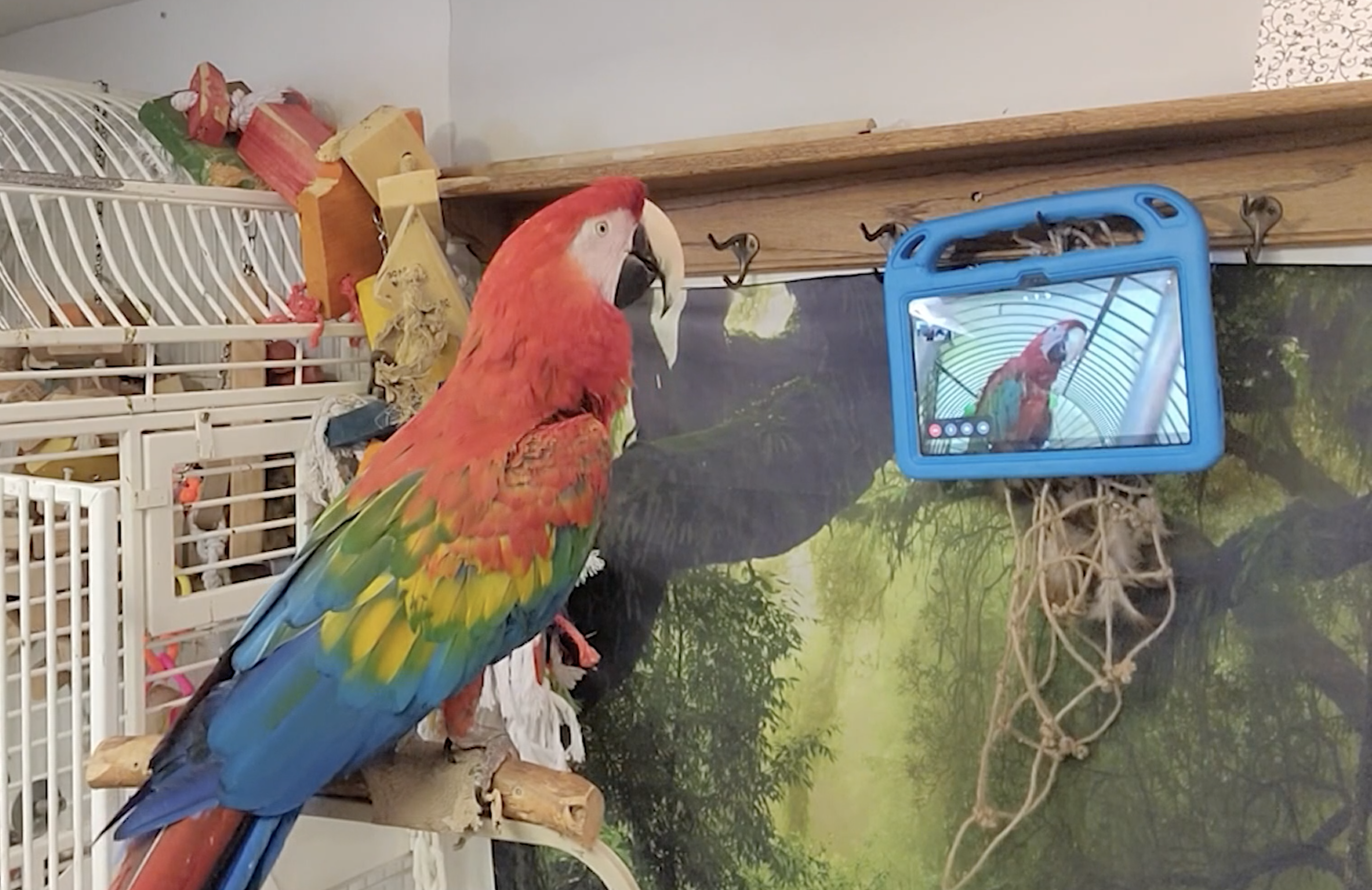 Picture of a Macaw of video chat research